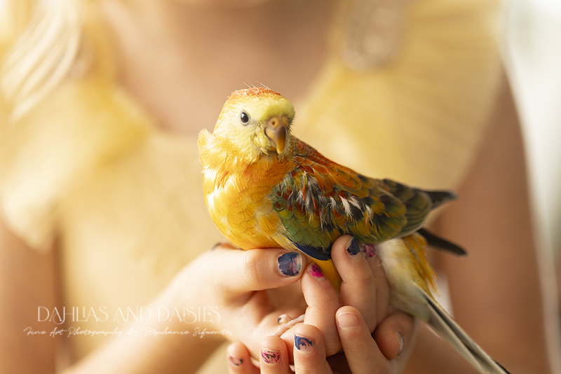 Beautiful yellow, orange and green bird