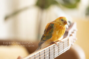 Bird perches on guitar