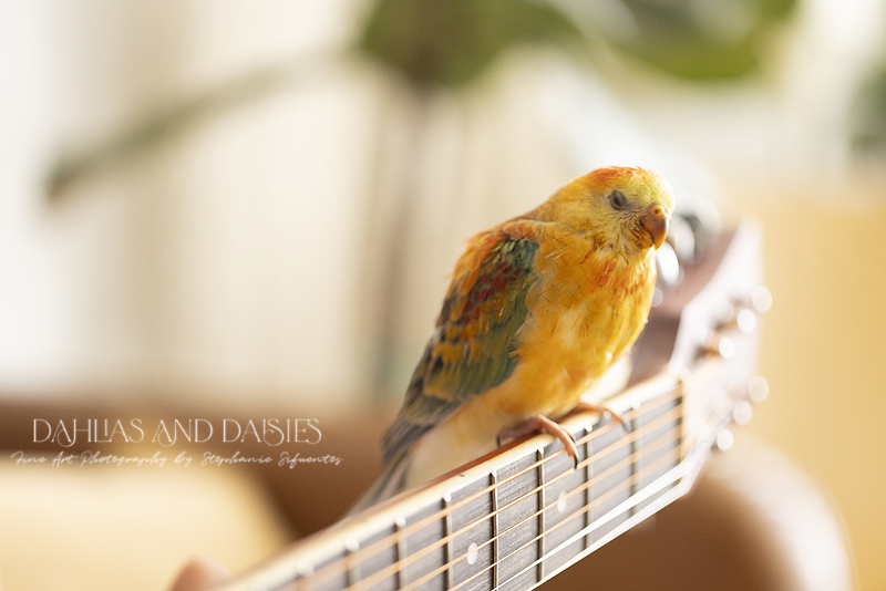 Bird perches on guitar